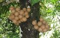 kepel fruit, keppel fruit, kepel apple ، burahol